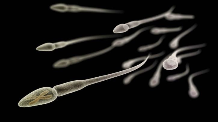Shape of the Sperm