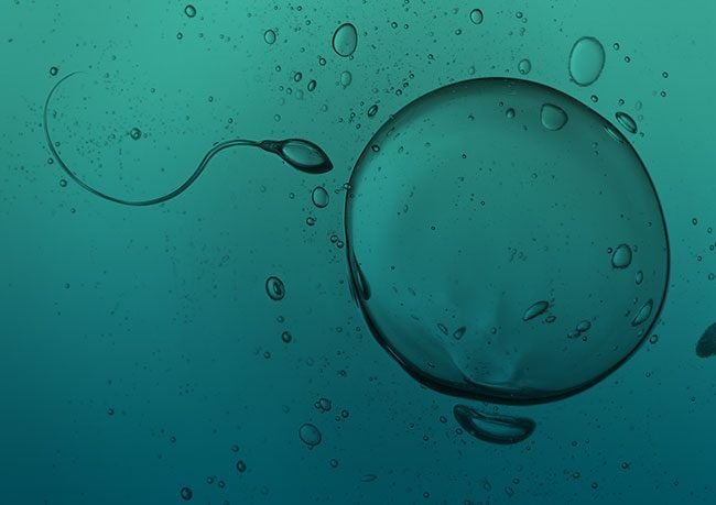 Difference between Egg and Sperm cells