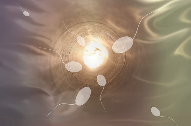 What is Sperm Morphology and how does it affect Male Fertility?
